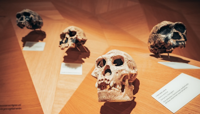 Human Skulls on Display in Museum