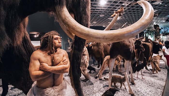 Human and Animal Statues on Display in History Museum