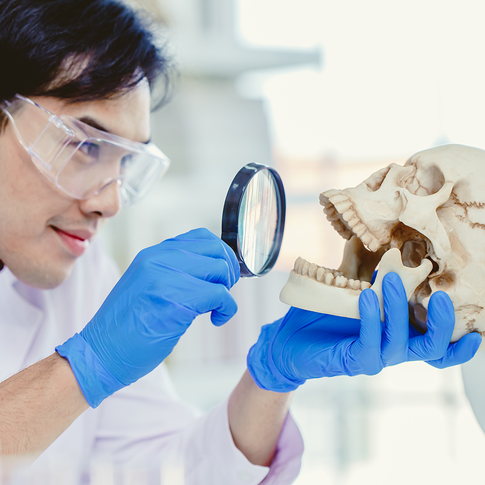 Anthropologist studies human skull