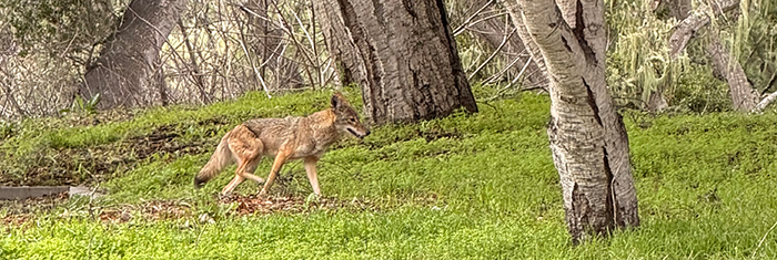 Coyote hunting deer on MPC Monterey Campus, January 2026